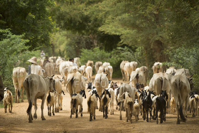 Pastorizia caprina e bovina, Bagan, Myanmar — Foto stock