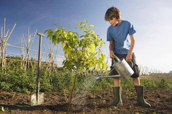 Pre-adolescent boy planting tree — Stock Photo