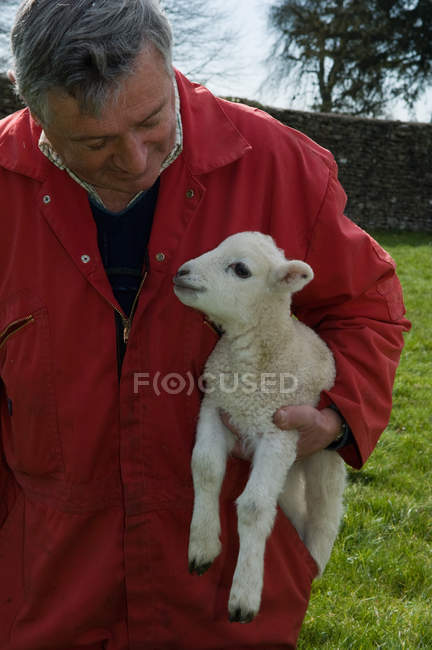 Farmer carrying lamb outdoors — Stock Photo