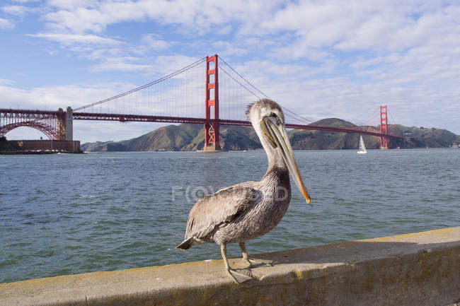 Pellicano marrone sul marciapiede contro il Golden Gate Bridge, San Francisco Bay — Foto stock