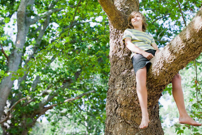 Garçon souriant assis dans l'arbre — Photo de stock