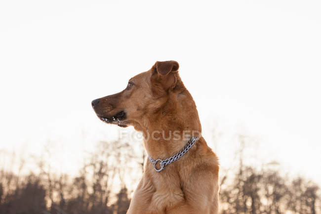 Собака, що стояв на відкритому повітрі — стокове фото