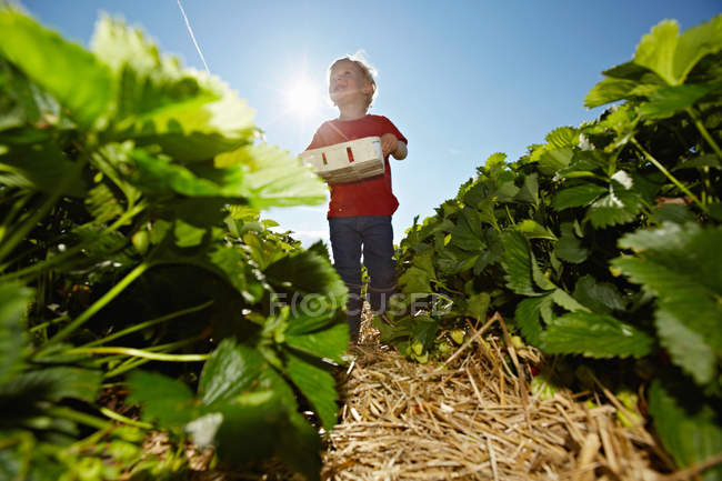 Junge pflückt Erdbeeren auf Feld — Stockfoto