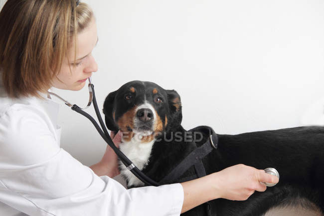 Женщина-ветеринар осматривает грудь собаки — стоковое фото