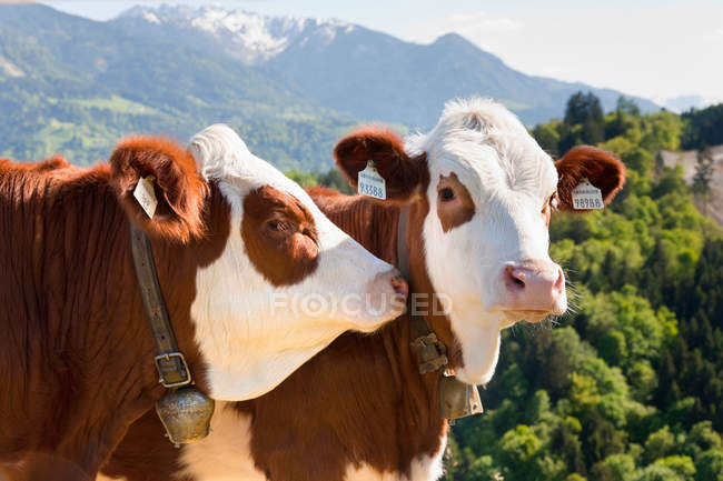 Vaches portant des étiquettes d'oreille — Photo de stock