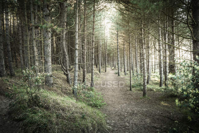 Dirt path between tall pine trees in forest — Stock Photo