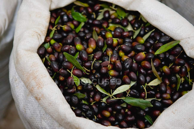 Сумка, наповнена свіжими оливками — стокове фото