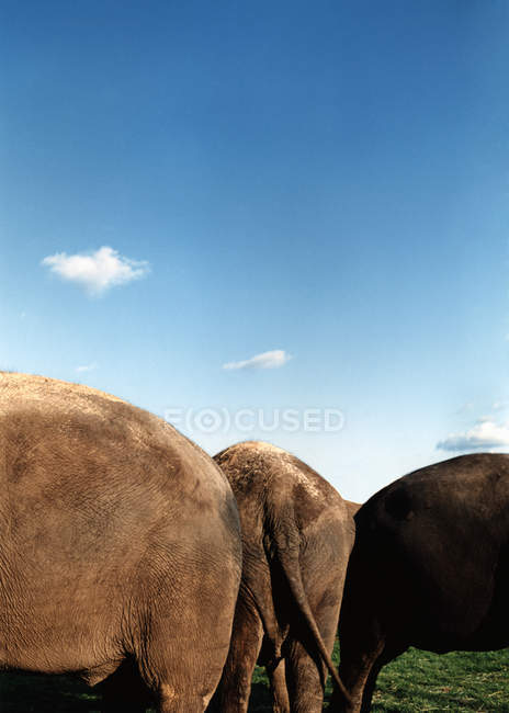 Elefantes em pé no campo — Fotografia de Stock