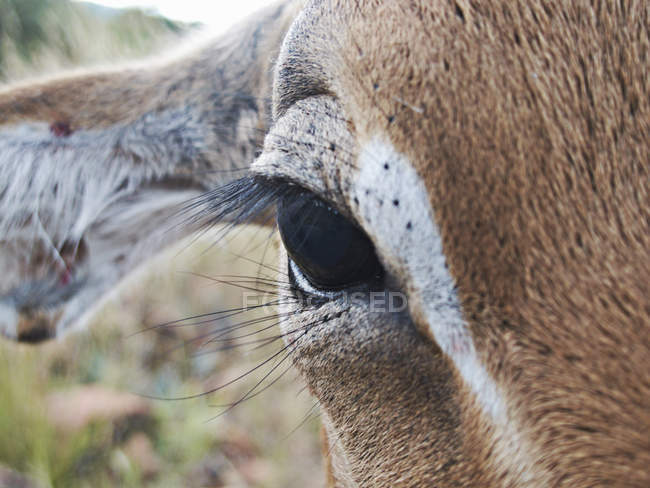 Primer plano de ojo de animal de impala - foto de stock