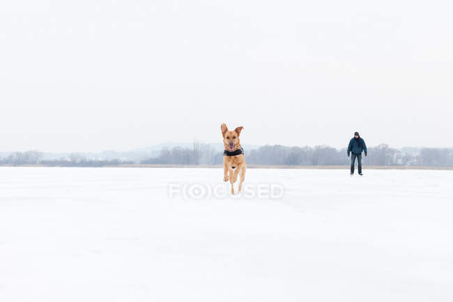 Hund läuft in verschneites Feld — Stockfoto