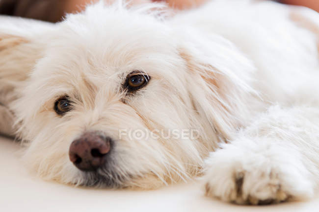 Белый пес отдыхает — стоковое фото