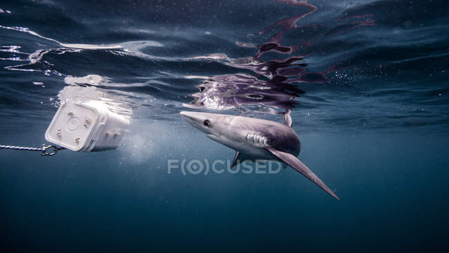 Vue sous-marine du requin bleu regardant l'appât — Photo de stock