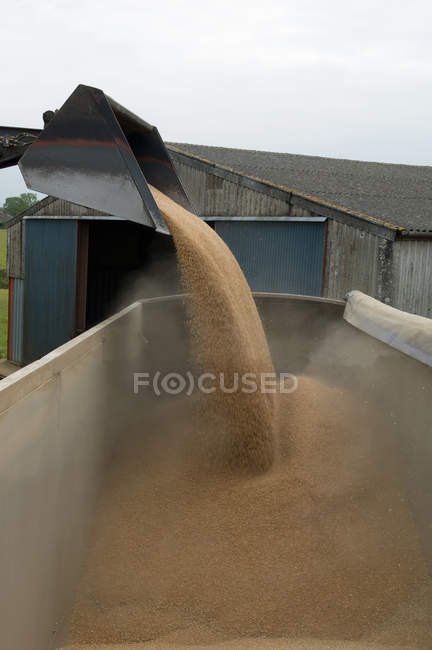 Bulldozer pouring wheat grain in truck — Stock Photo