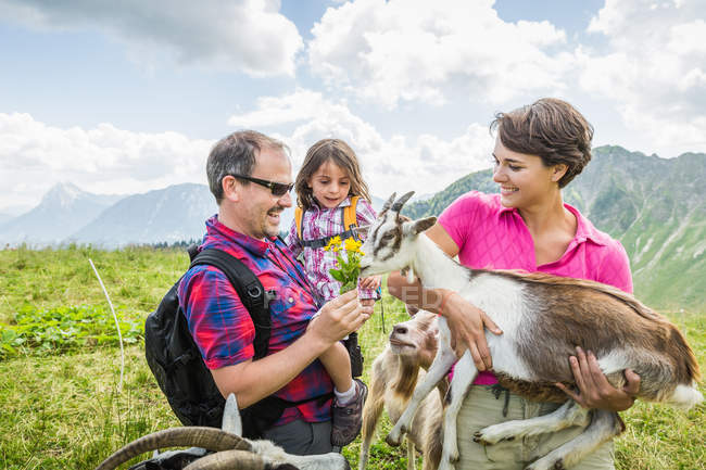 Eltern und Tochter füttern Ziegen, Tirol, Österreich — Stockfoto
