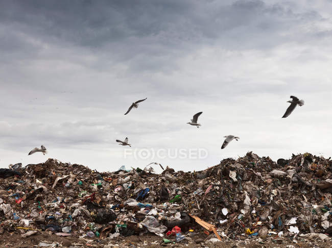 Центр збору сміття для птахів — стокове фото