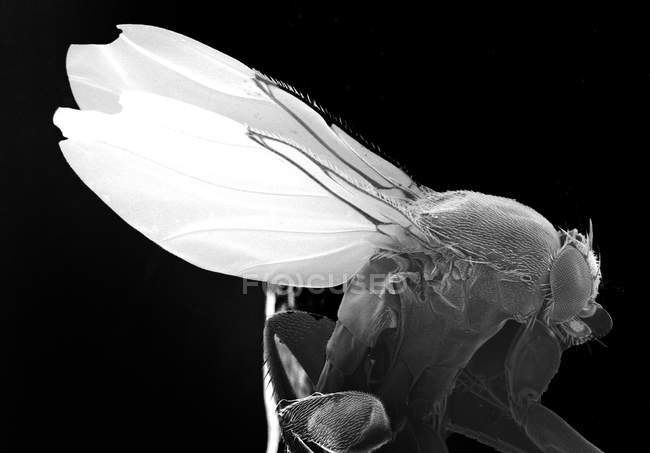 Сканирующий электронный микрограф плодовой мухи — стоковое фото