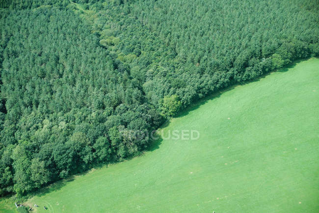 Forest and rural field — Stock Photo