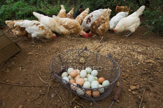 Basket of eggs with feeding chickens — Stock Photo