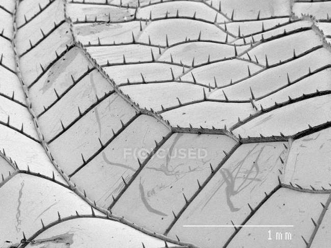 Vergrößerte Ansicht des Libellenflügels, schwarz-weiß — Stockfoto