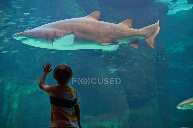 Visão traseira do menino admirando tubarão no aquário — Fotografia de Stock