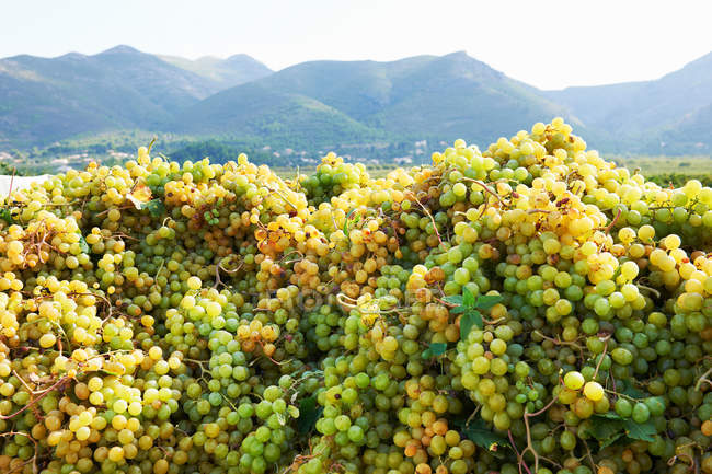 Pilas de uvas cosechadas con montañas en el fondo - foto de stock