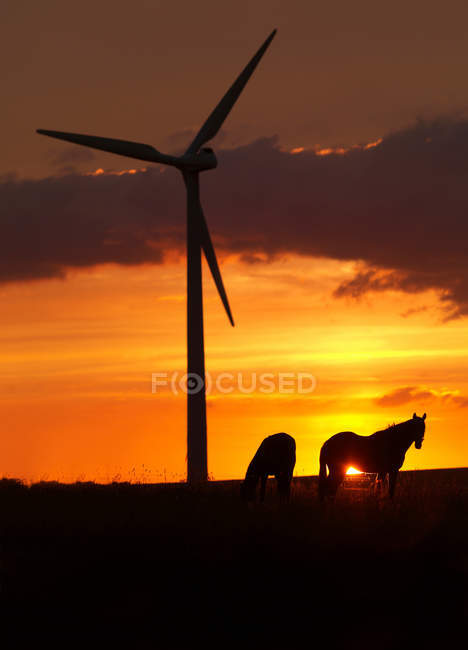 Cavalos e turbinas eólicas ao pôr-do-sol — Fotografia de Stock