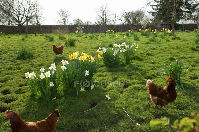 Free range hens in field — Stock Photo