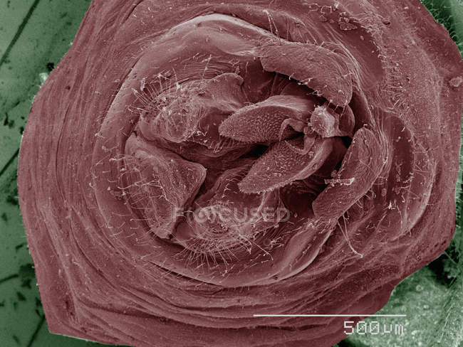 Цветной сканирующий электронный микрограф коры вшей — стоковое фото