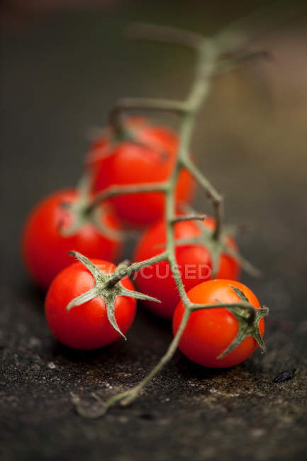 El primer plano de los tomates cherry en la vid - foto de stock