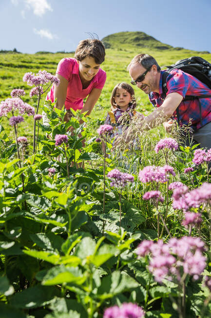 Padres e hija descubriendo plantas, Tirol, Austria - foto de stock