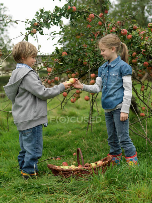 Girl and boy holding apples with basket — Stock Photo