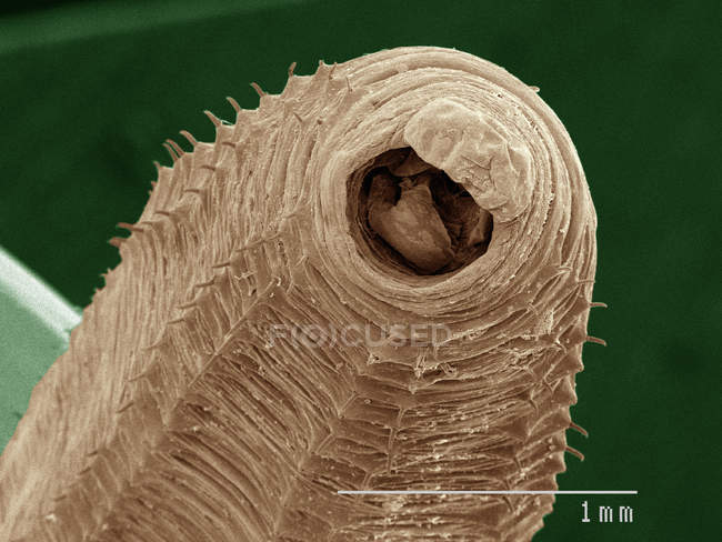 Цветной сканирующий электронный микрограф земляного червя — стоковое фото