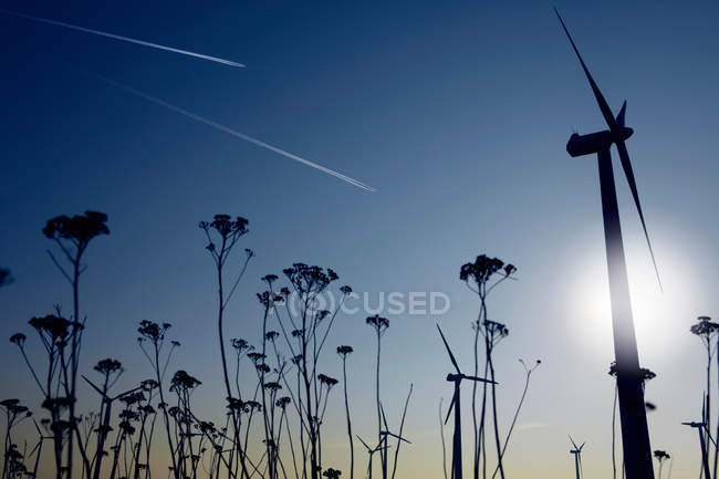 Plants and wind turbines — Stock Photo