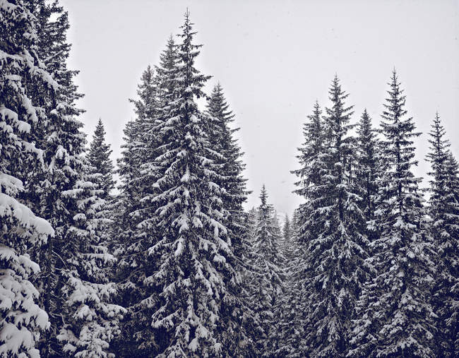 Arbres couverts de neige dans la forêt — Photo de stock