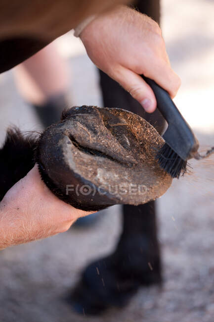 Uomo pulizia zoccolo di cavallo con pennello — Foto stock