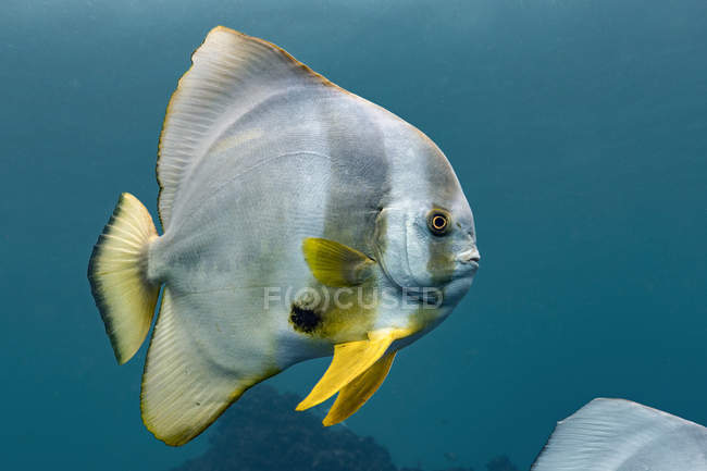 Único peixe-patudo nadando debaixo d 'água — Fotografia de Stock