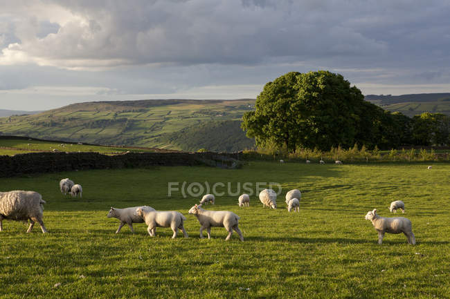 Rebanho de ovelhas pastando no campo gramado à luz do sol — Fotografia de Stock