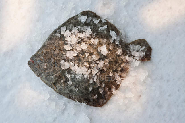 Raw turbot fish on crashed ice — Stock Photo