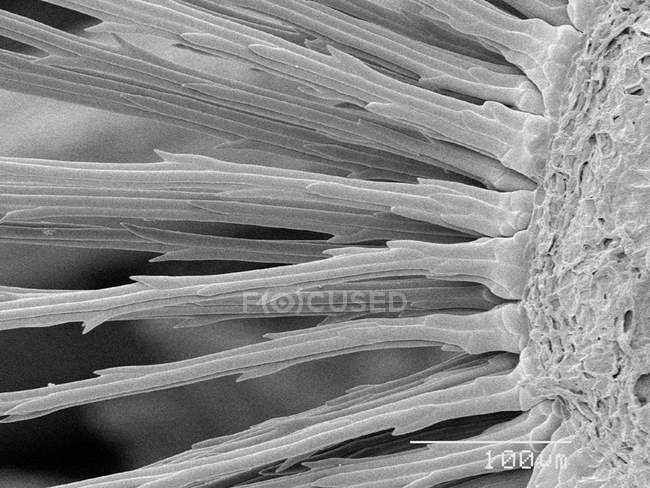Micrografía electrónica de barrido de pelusa de diente de león - foto de stock