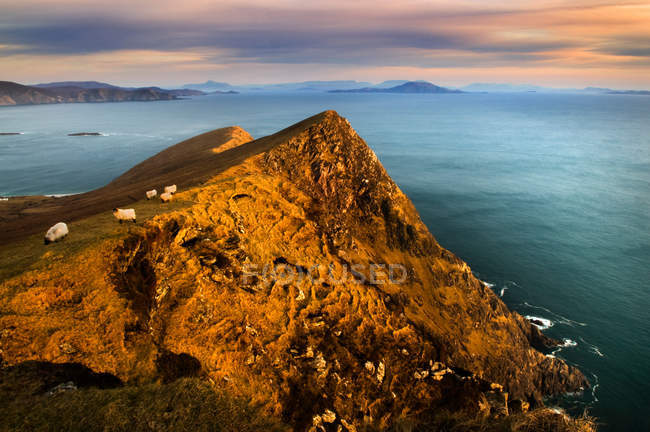 Pecore al pascolo sulla collina costiera alla luce del sole — Foto stock