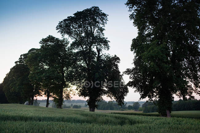 Trees growing on rural road — Stock Photo