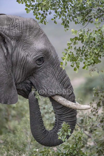 Wild African Elephant eating leaves, Hluhluwe-Imfolozi Park, South Africa — Stock Photo
