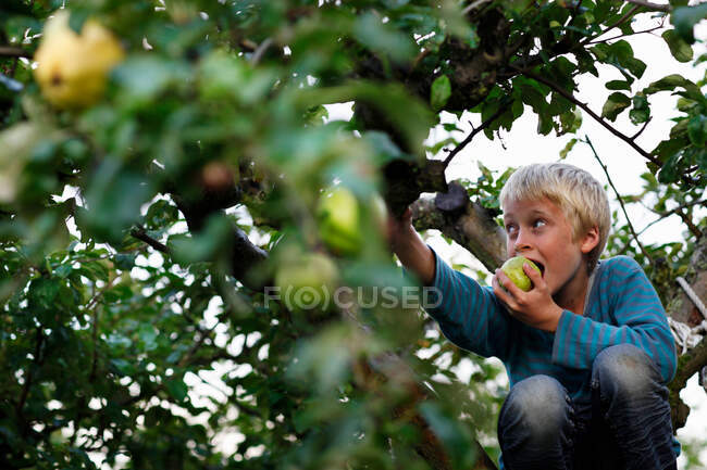 Boy eating in fruit tree — Stock Photo