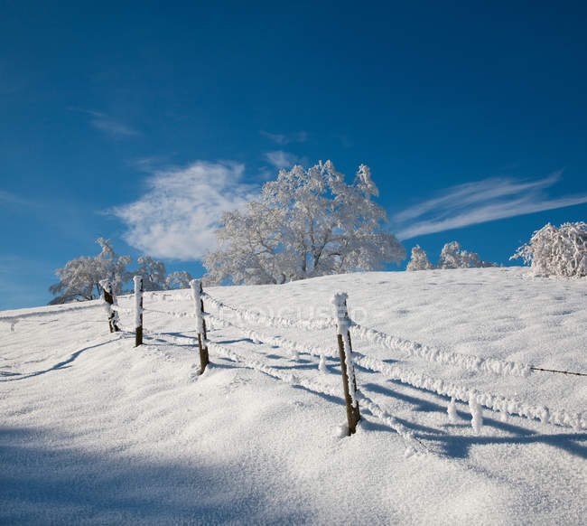 Weiße gefrostete Bäume im Winter — Stockfoto
