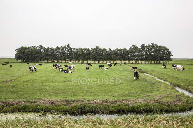 Troupeau de vaches broutant sur des champs entourés de fossé d'eau — Photo de stock