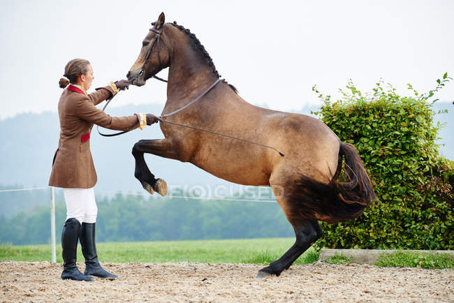 Mujer jinete entrenamiento doma caballo en las patas traseras en la arena ecuestre - foto de stock