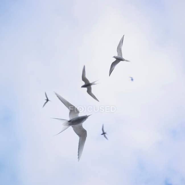Poupes arctiques volant dans le ciel — Photo de stock
