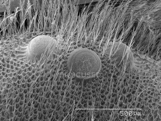 Micrografo elettronico di scansione degli occhi delle api — Foto stock