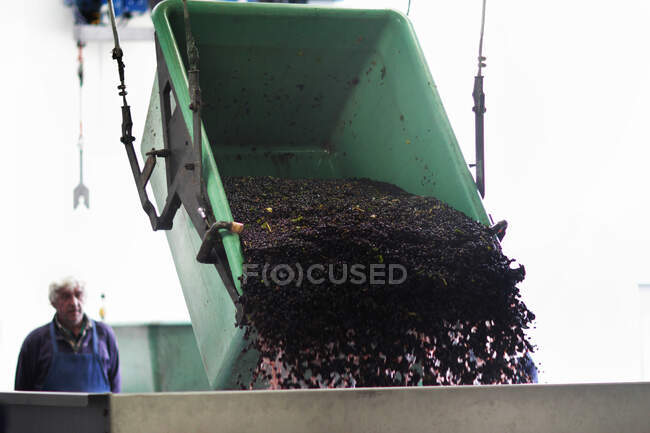 Travailleur regardant comme les raisins sont versés à partir du récipient — Photo de stock