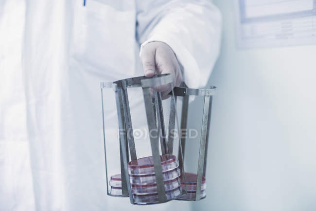Scientifique portant un support avec des boîtes de Pétri en laboratoire — Photo de stock